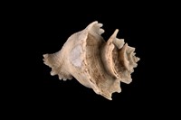 藏品(芬氏花仙螺)的圖片